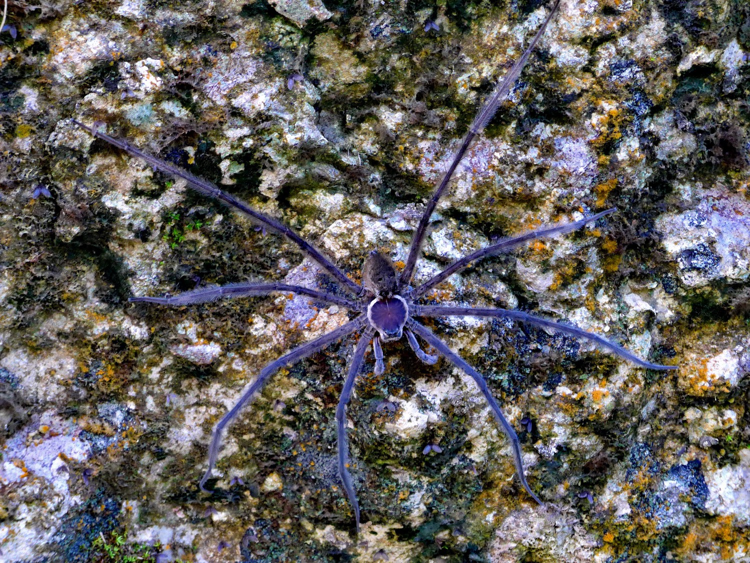 Huge spider approx 15cm diameter
